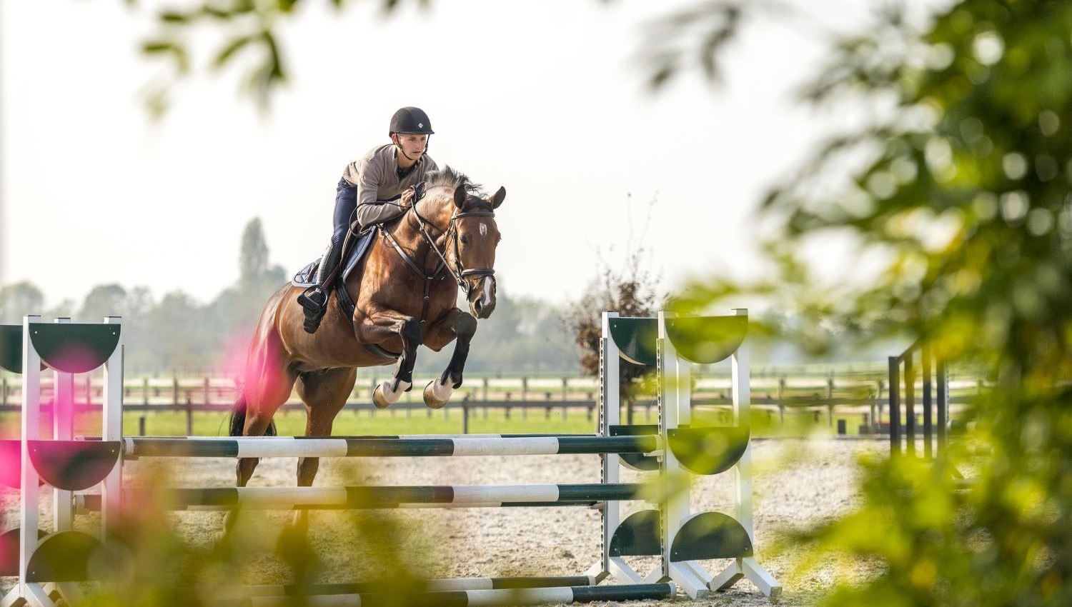 Verzamelen Roei uit veiling Talentvolle springpaarden te koop – Stoeterij Sterrehof Paardensport